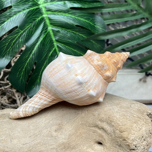 Large “Trapezium” Striped Horse Conch Seashell Shell Nautical Collector Decor - Picture 8 of 15